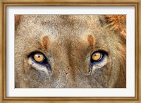 Framed Close-up of Male Lion, Kruger National Park, South Africa.