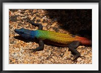 Framed Common flat lizard on Malindidzimu hill, Matobo NP, Zimbabwe, Africa