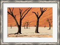 Framed Dead trees with sand dunes, Namibia