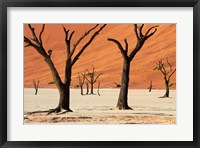 Framed Dead trees with sand dunes, Namibia