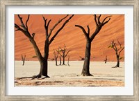 Framed Dead trees with sand dunes, Namibia