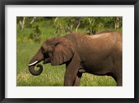 Framed Elephant drinking, Hwange NP, Zimbabwe, Africa