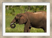 Framed Elephant drinking, Hwange NP, Zimbabwe, Africa