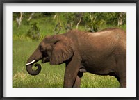 Framed Elephant drinking, Hwange NP, Zimbabwe, Africa