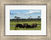 Framed Elephant, Zimbabwe