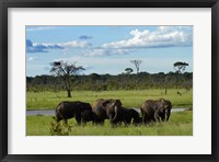 Framed Elephant, Zimbabwe