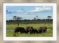 Framed Elephant, Zimbabwe