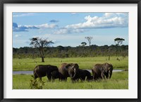 Framed Elephant, Zimbabwe