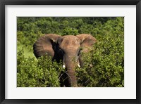 Framed Elephant, Hwange National Park, Zimbabwe, Africa