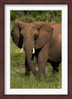 Framed Elephant, Hwange NP, Zimbabwe, Africa