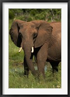Framed Elephant, Hwange NP, Zimbabwe, Africa