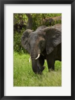 Framed Elephant, Kruger NP, South Africa