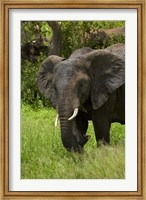 Framed Elephant, Kruger NP, South Africa