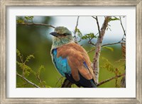 Framed European Roller, Kruger National Park, South Africa