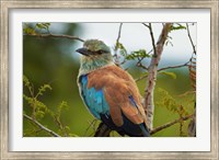 Framed European Roller, Kruger National Park, South Africa