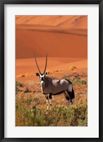 Framed Gemsbok and sand dunes, Namib-Naukluft National Park, Namibia