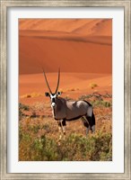 Framed Gemsbok and sand dunes, Namib-Naukluft National Park, Namibia
