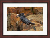 Framed Giant Kingfisher, Megaceryle maxima, Kruger NP, South Africa