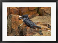 Framed Giant Kingfisher, Megaceryle maxima, Kruger NP, South Africa