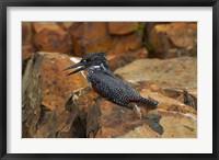 Framed Giant Kingfisher, Megaceryle maxima, Kruger NP, South Africa