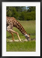 Framed Giraffe drinking, Giraffa camelopardalis, Hwange NP, Zimbabwe, Africa