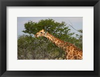 Framed Giraffe, Namibia