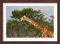 Framed Giraffe, Namibia