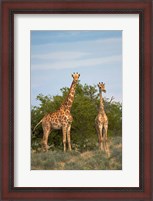 Framed Giraffe, Etosha National Park, Namibia