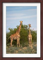 Framed Giraffe, Etosha National Park, Namibia