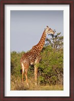 Framed Giraffe, Giraffa camelopardalis, Maasai Mara wildlife Reserve, Kenya.