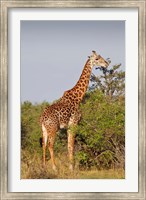 Framed Giraffe, Giraffa camelopardalis, Maasai Mara wildlife Reserve, Kenya.