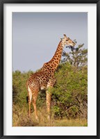 Framed Giraffe, Giraffa camelopardalis, Maasai Mara wildlife Reserve, Kenya.