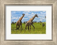 Framed Giraffe, Nxai Pan National Park, Botswana, Africa