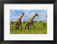 Framed Giraffe, Nxai Pan National Park, Botswana, Africa