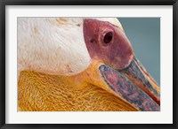 Framed Great White Pelican, Walvis Bay, Namibia