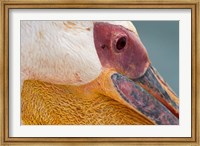 Framed Great White Pelican, Walvis Bay, Namibia