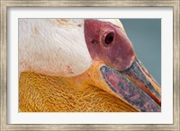 Framed Great White Pelican, Walvis Bay, Namibia