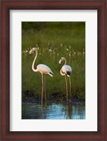 Framed Greater Flamingoes, Nyae Nyae Conservancy, near Tsumkwe, Namibia