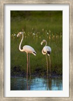 Framed Greater Flamingoes, Nyae Nyae Conservancy, near Tsumkwe, Namibia