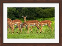 Framed Herd of Impala, by Chobe River, Chobe NP, Kasane, Botswana, Africa