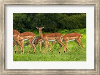 Framed Herd of Impala, by Chobe River, Chobe NP, Kasane, Botswana, Africa