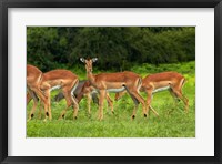 Framed Herd of Impala, by Chobe River, Chobe NP, Kasane, Botswana, Africa