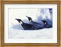 Framed Emperor Penguins in Dive Hole, Antarctica