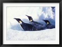 Framed Emperor Penguins in Dive Hole, Antarctica