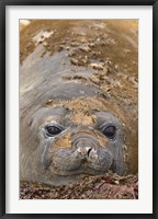 Framed Antarctica, Aitcho Island, Southern elephant seals