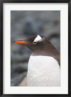 Framed Antarctica, Aitcho Islands, Gentoo penguin, beach