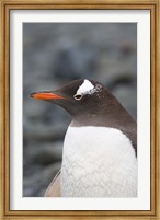Framed Antarctica, Aitcho Islands, Gentoo penguin, beach