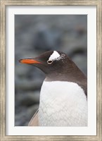 Framed Antarctica, Aitcho Islands, Gentoo penguin, beach