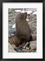 Framed Antarctica, Cuverville Island, Antarctic fur seal