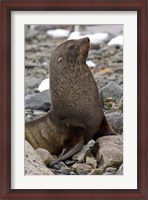 Framed Antarctica, Cuverville Island, Antarctic fur seal